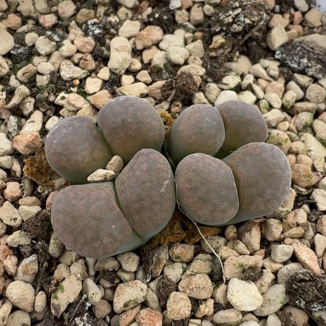 ？****了331456445688