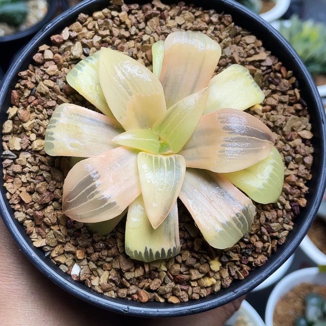 红纹寿锦糊斑十二卷多肉