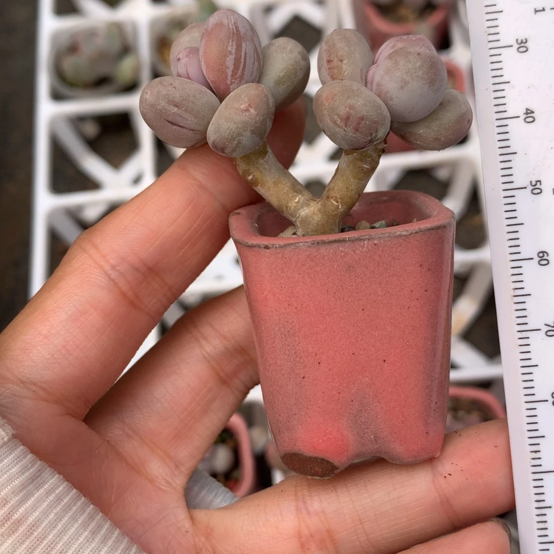 黄金鸡蛋大叶奶双头