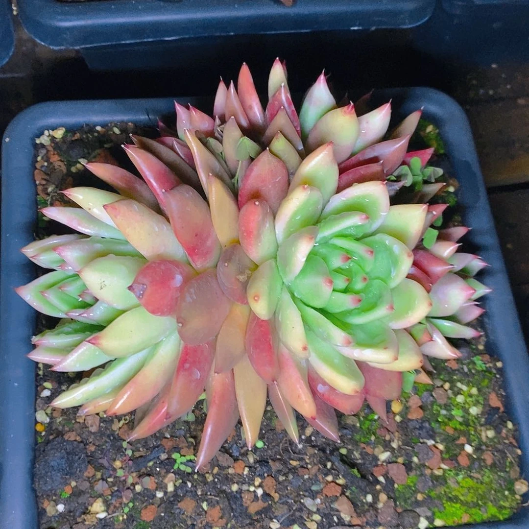 多肉植物超级弗兰克多头