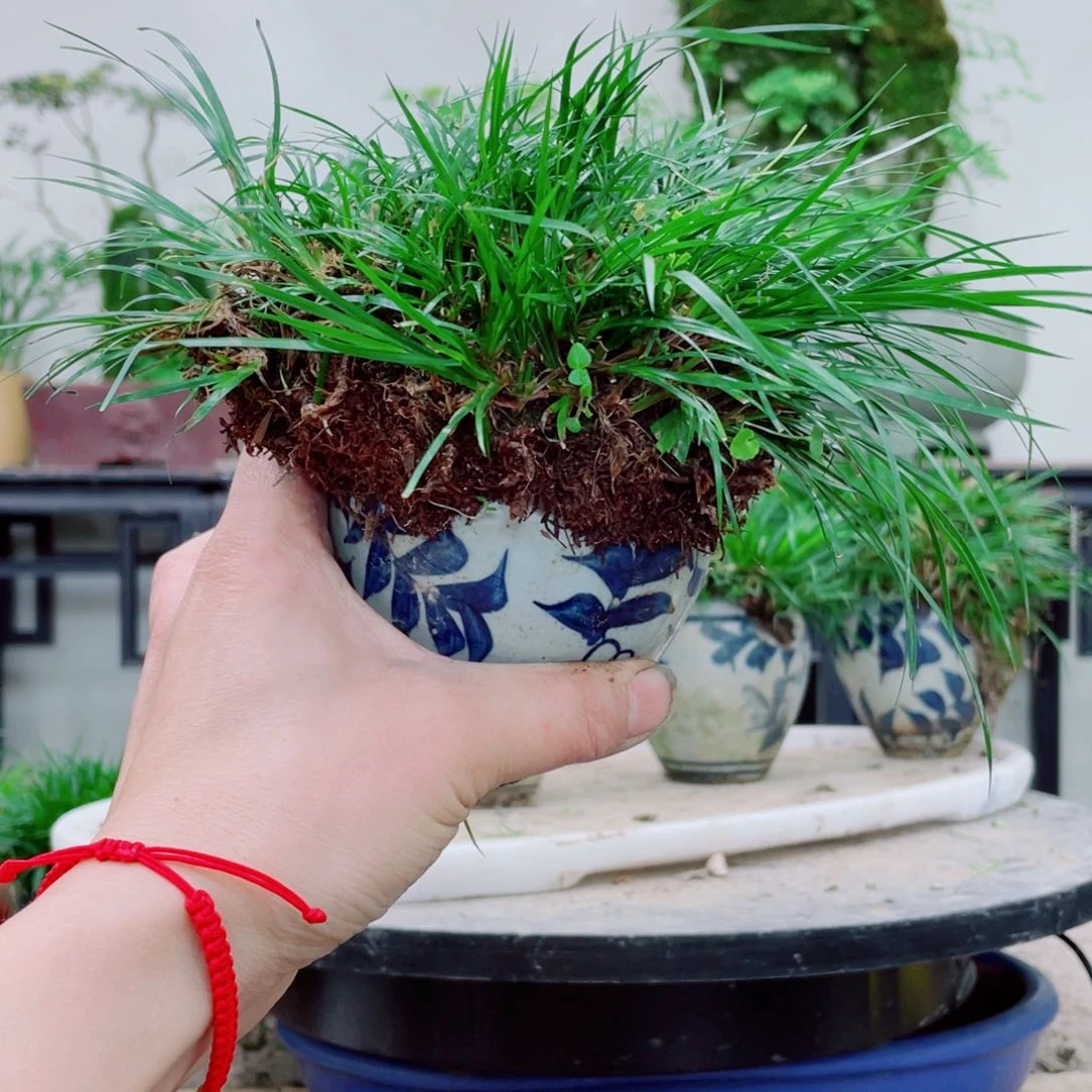 无铅玻璃c****6铁线蕨铁线蕨铁线蕨