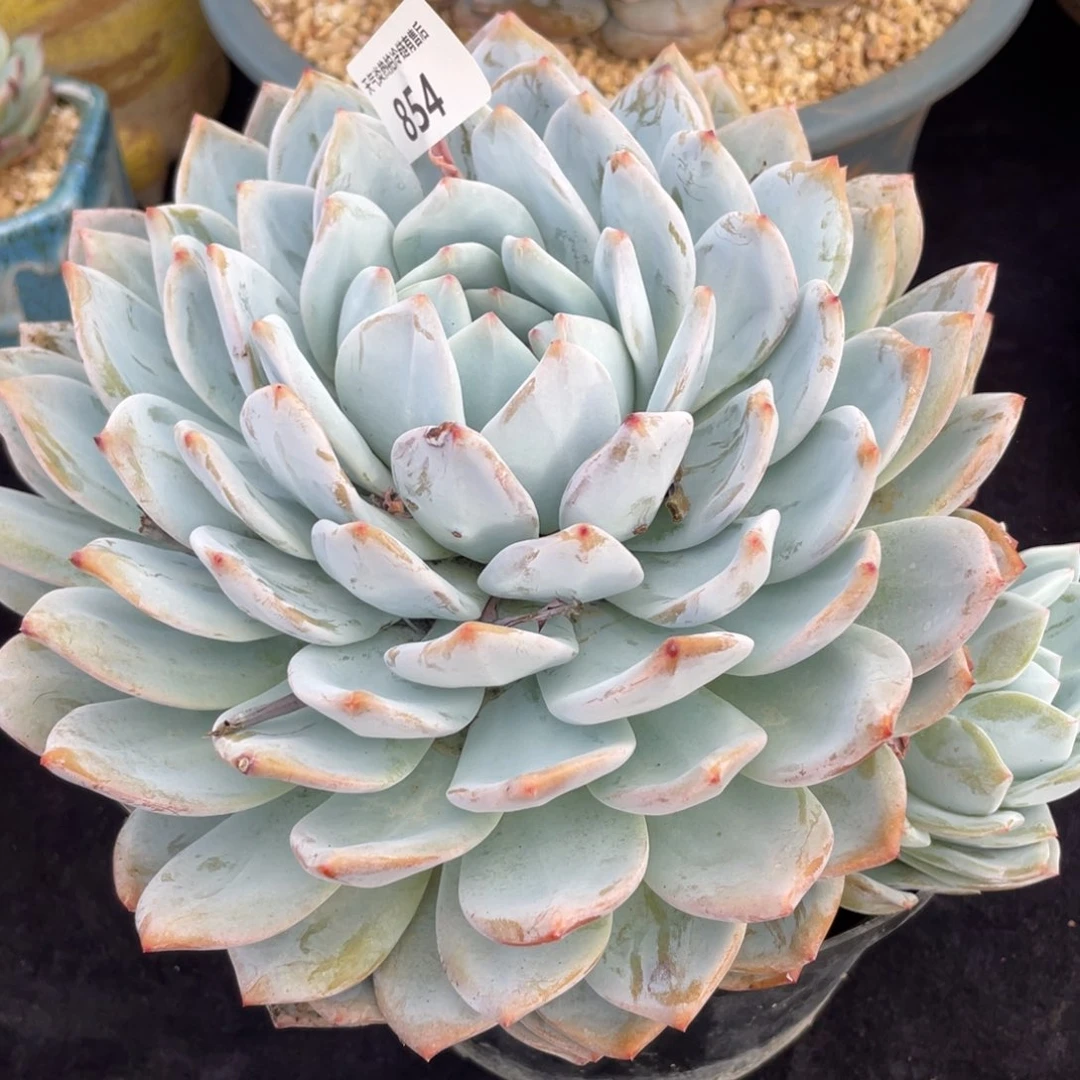 854橙子多肉植物老桩多肉植物