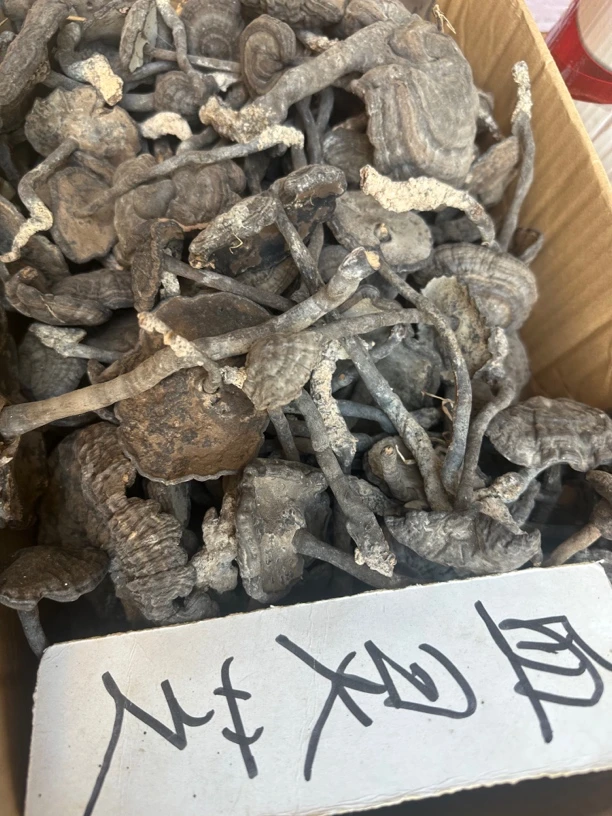 香血灵芝血灵芝500克野生灵芝煲汤泡茶泡酒好料