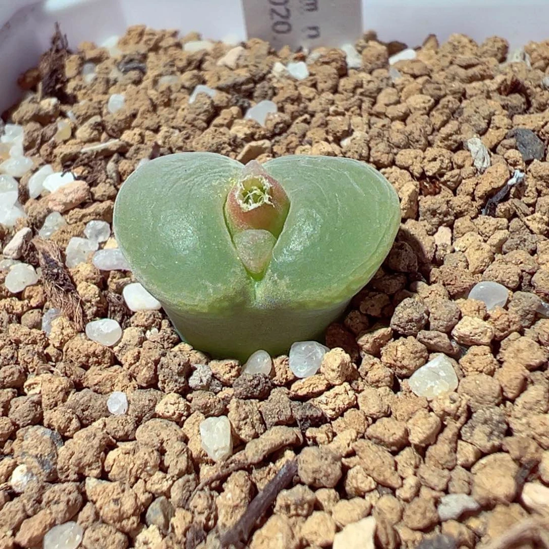 1114-749多肉多肉粉红女郎