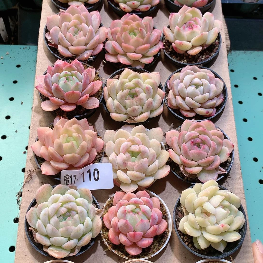 17-110一物一拍带盆18颗。