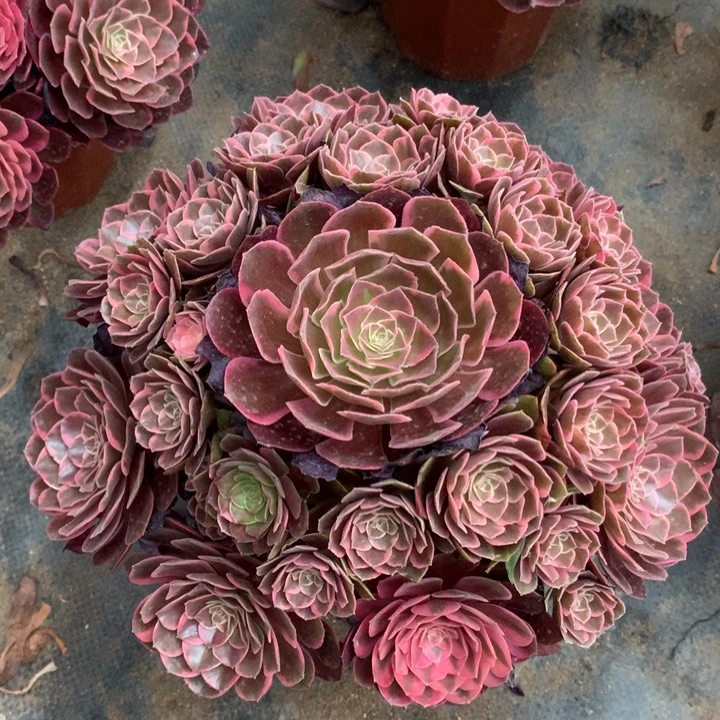 曦***n不包损114号克拉恋人