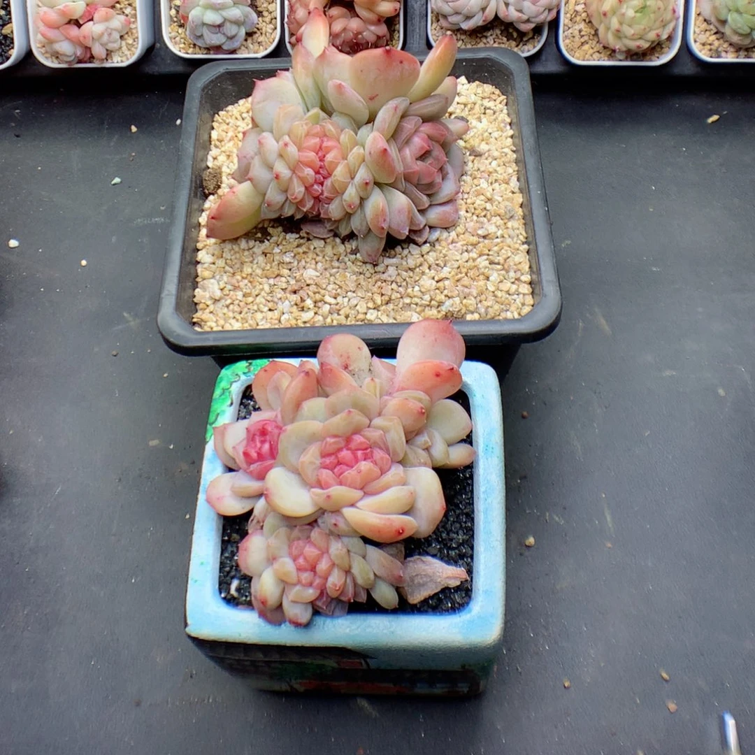 O****?多肉植物。 琥珀缀