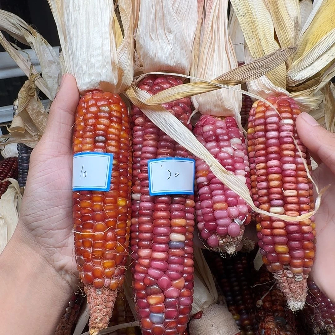 有***好吊坠柏香籽/百香籽