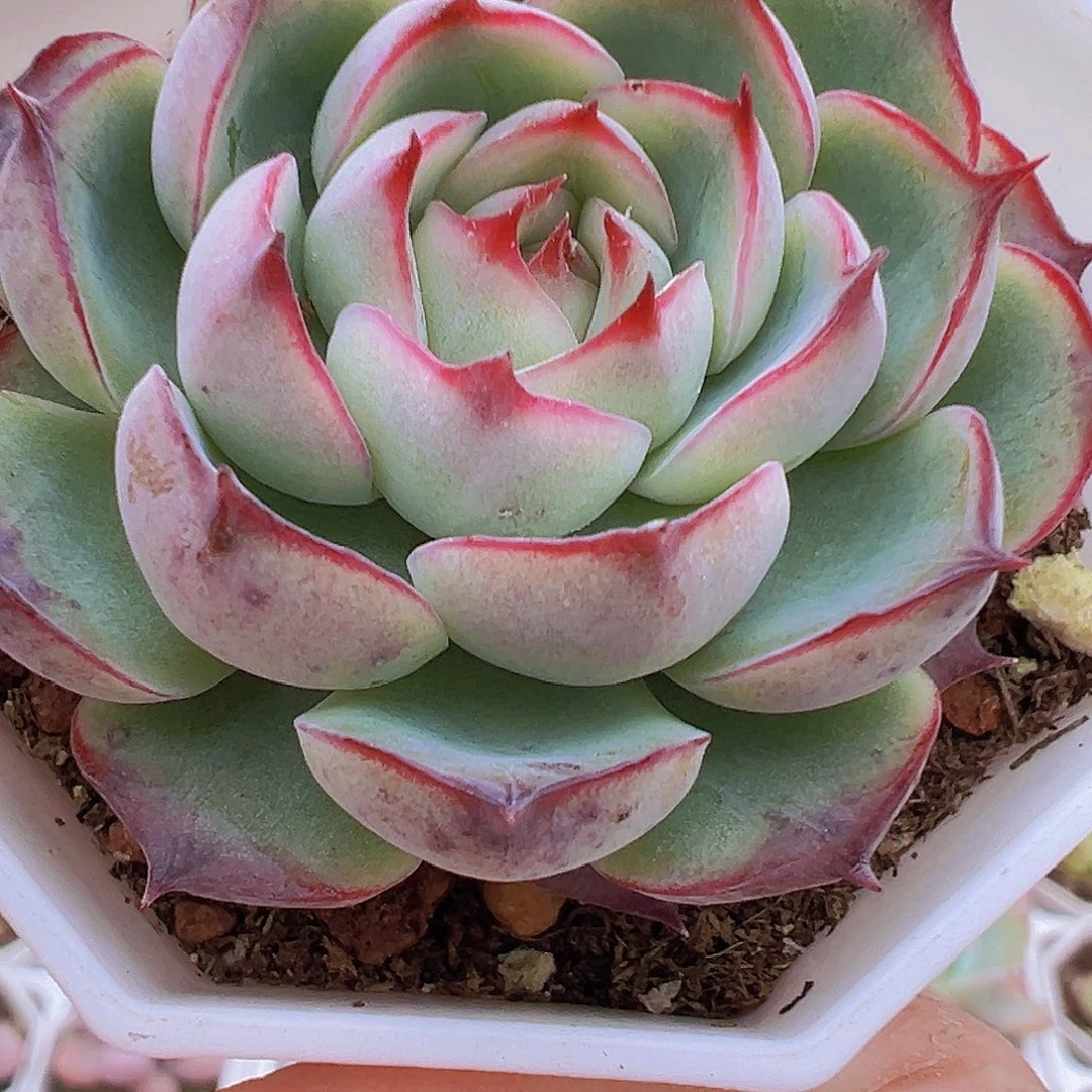 勾魂仙子19包邮多肉