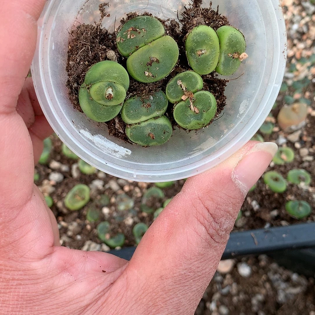 奶*C131多肉植物保护研究所