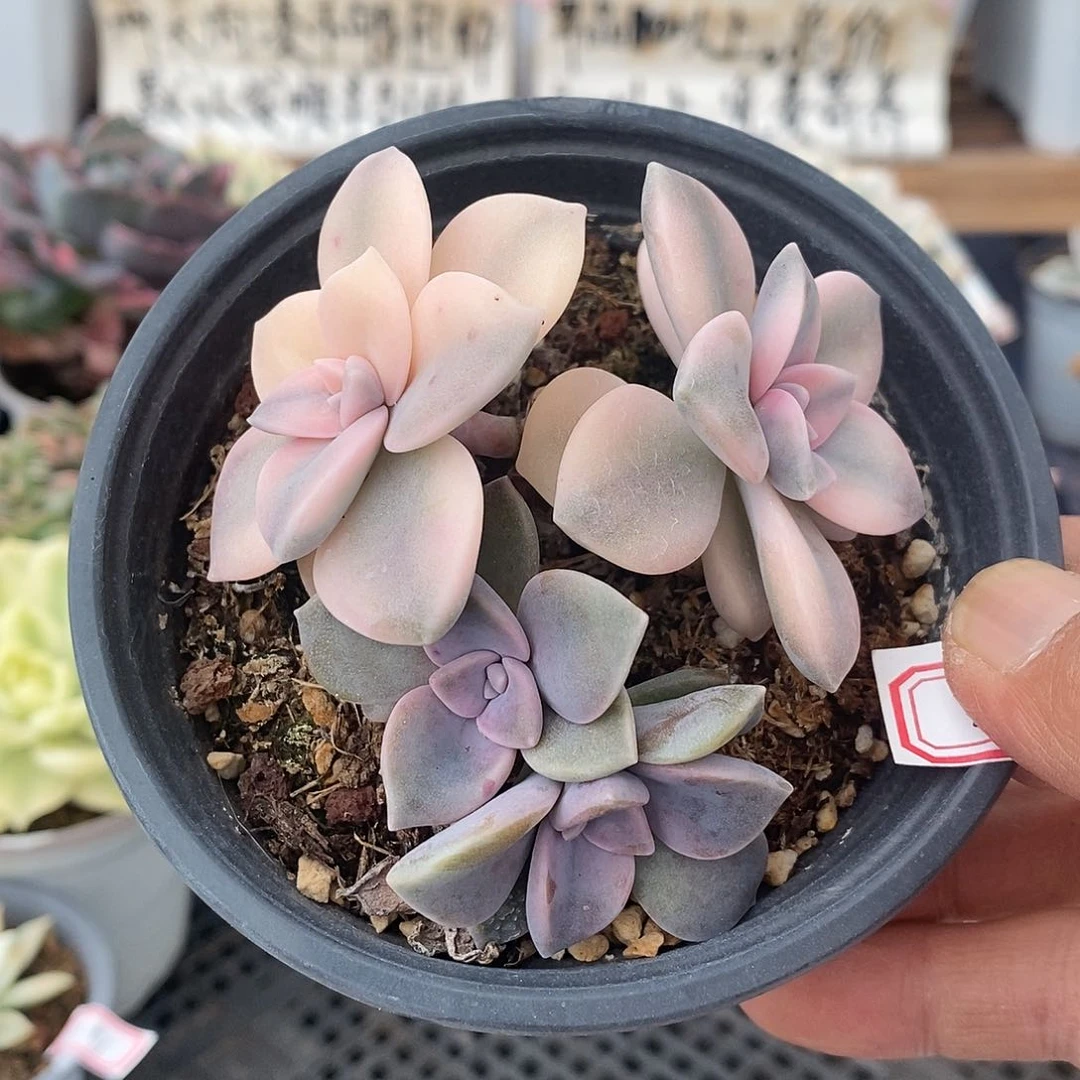 12301 粉紫乐覆轮锦群有砍