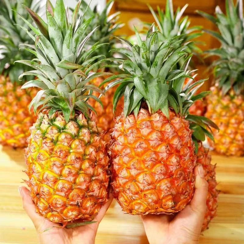 凤梨 香甜水润多汁 1件3颗5斤起 辽宁发货