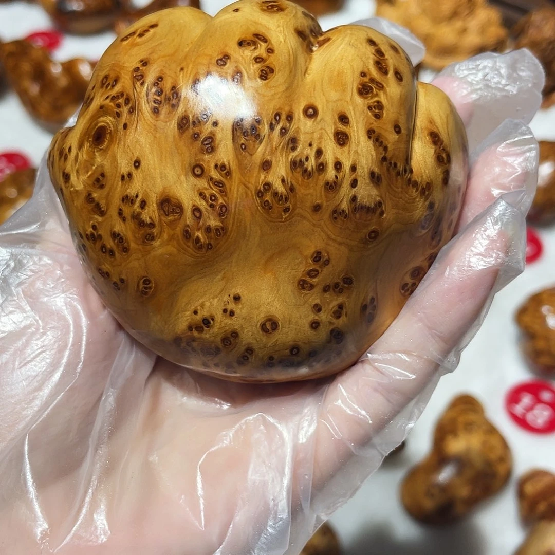 柏木（崖柏）太行崖柏