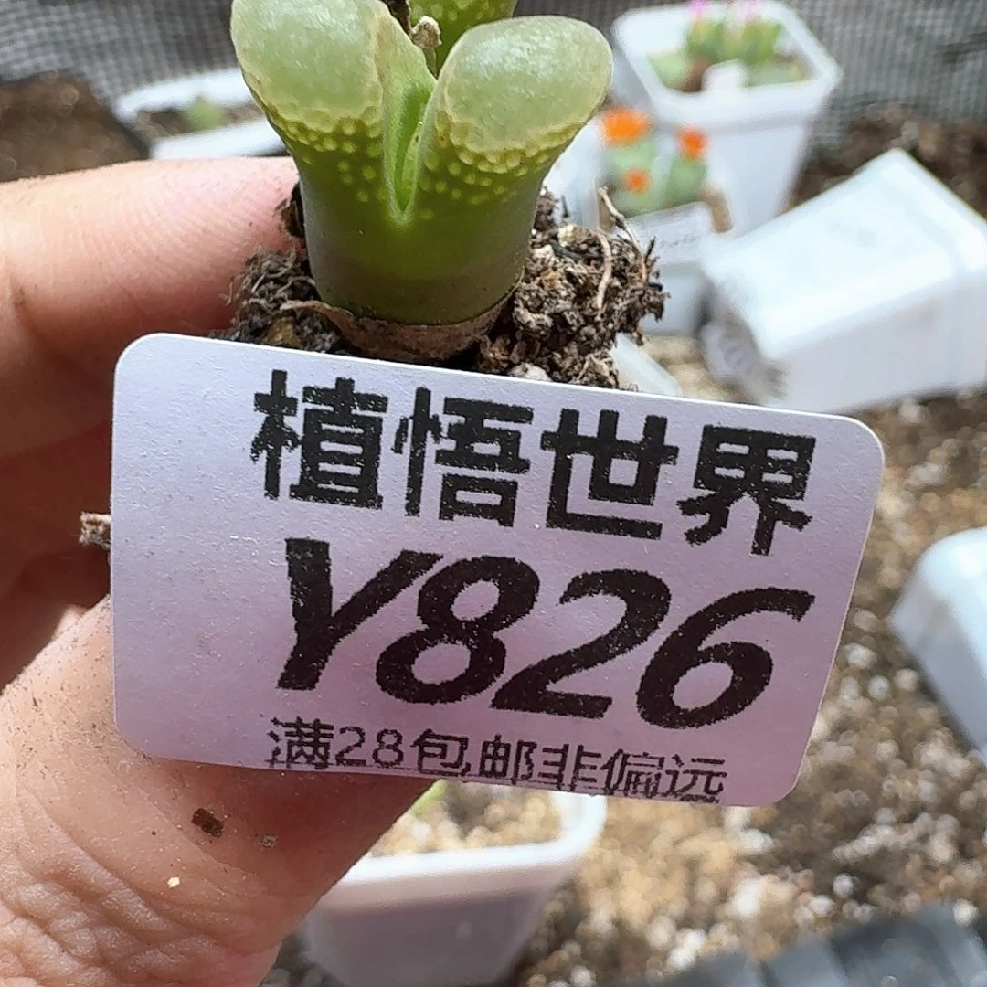 多肉植物的人生历程fg