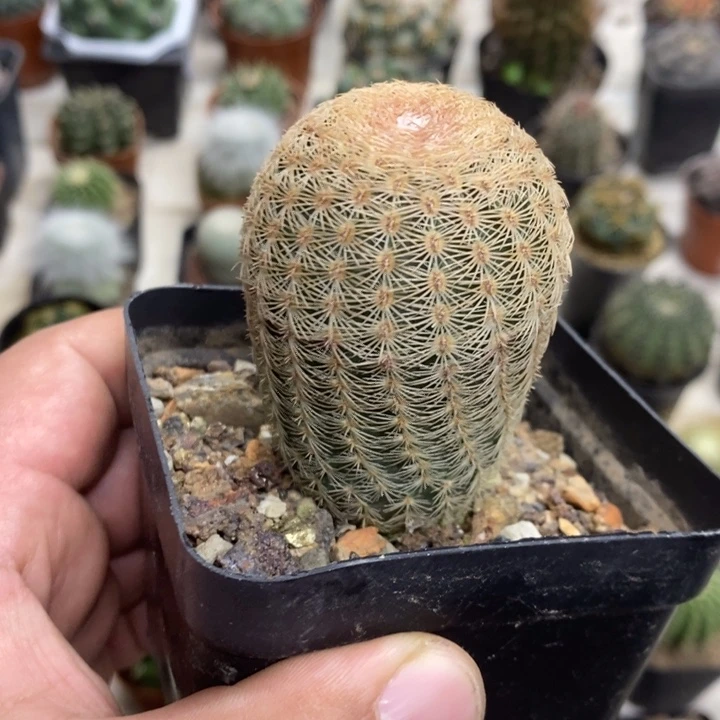 三光虾特价福利包邮