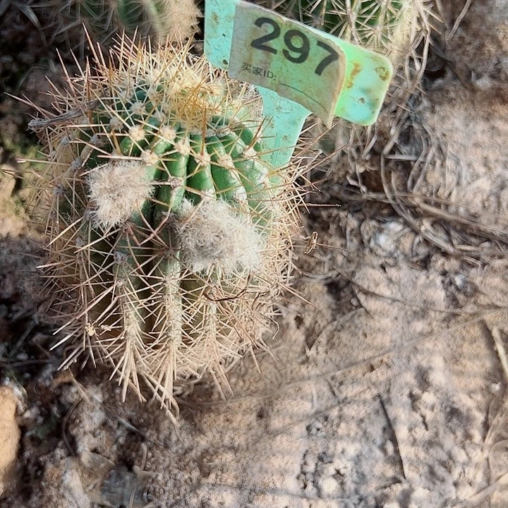 O***m毛花柱 双色恋人 有根 瑕疵