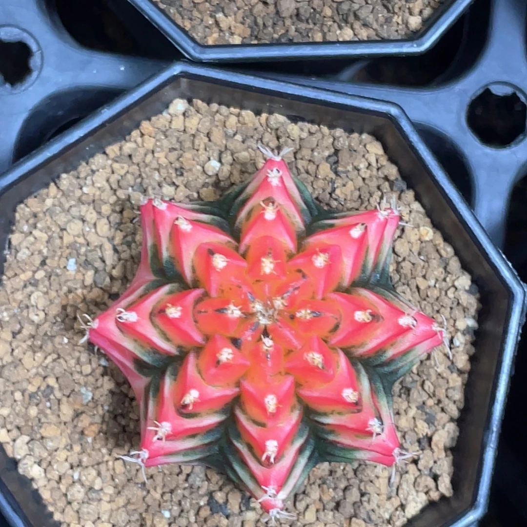 无花朵泰系实生根，粉米哈锦