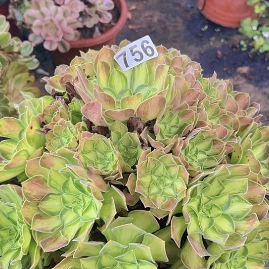 丁***6多肉植物一个少华