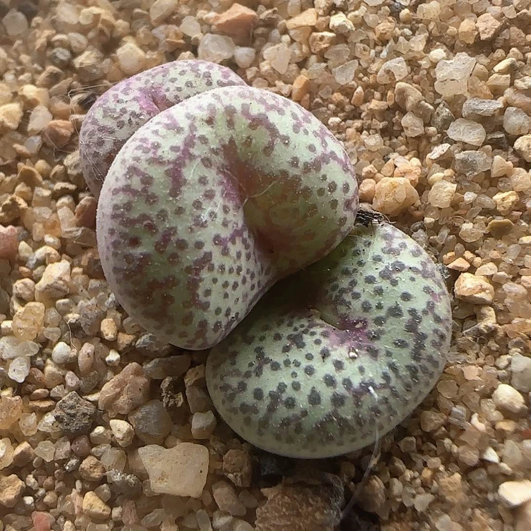 福利福利杂交38586