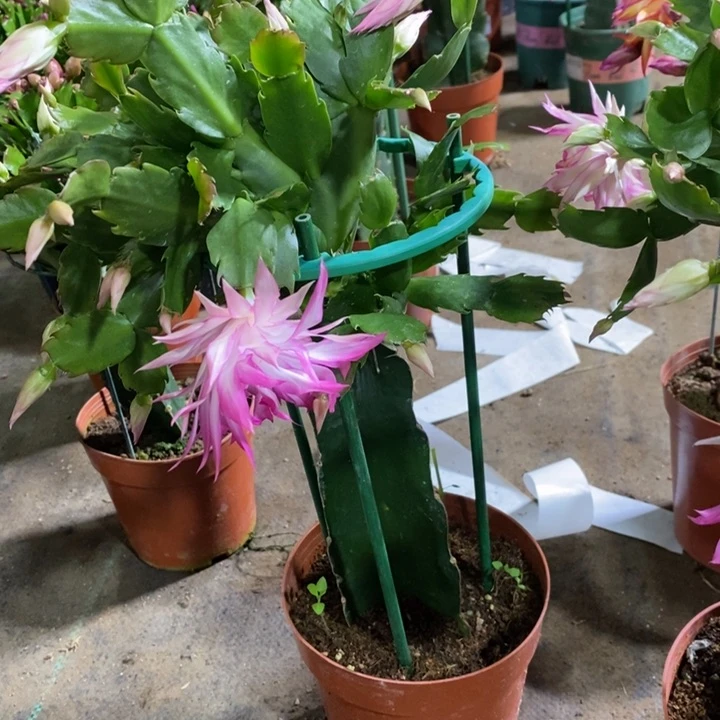 大部分花苞少量开放259嫁接057