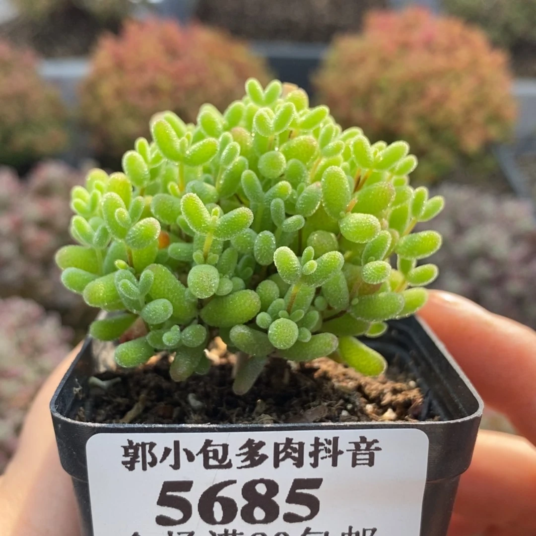 蜜橘糖球5685枝干番杏