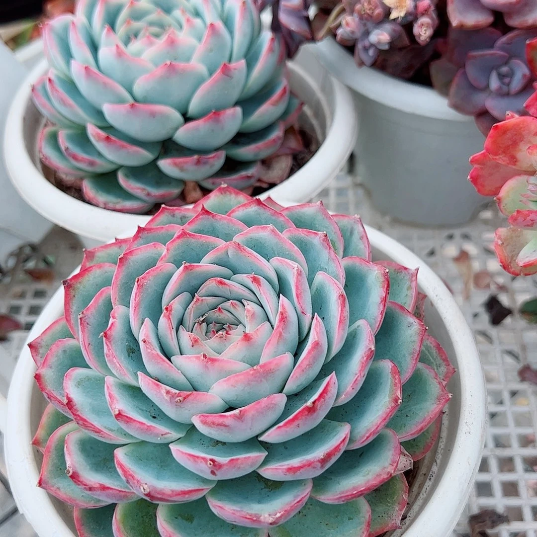 侧影大单头莲花座精品