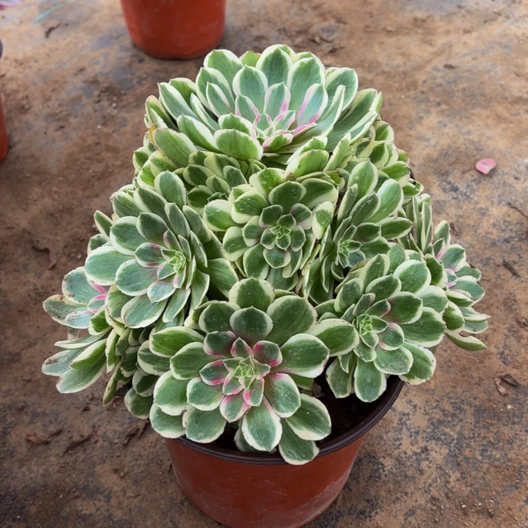 孔雀翎15.8木质老桩