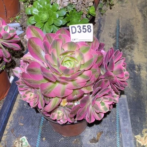 温**庭粉女巫多肉植物法师不包损