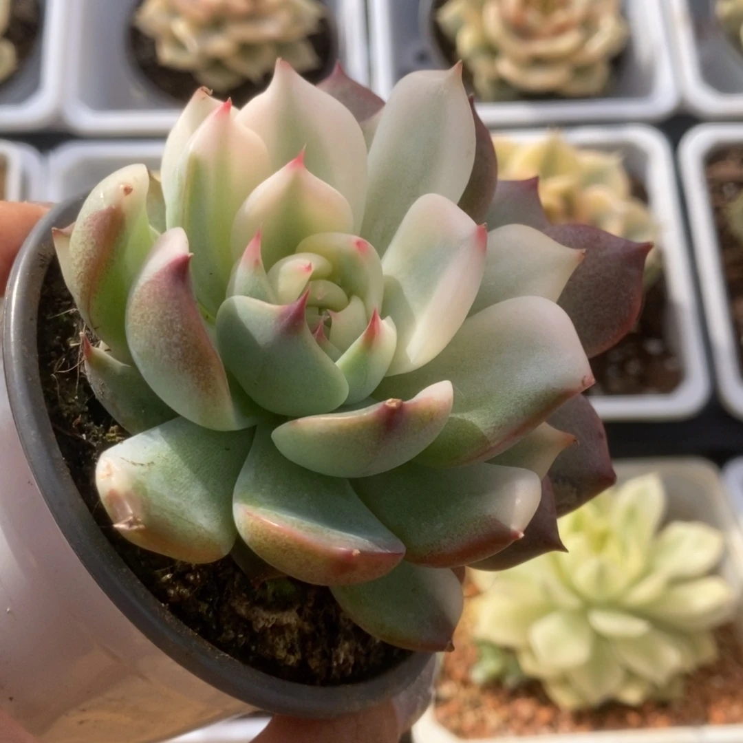 233锦锦锦锦锦锦锦锦锦