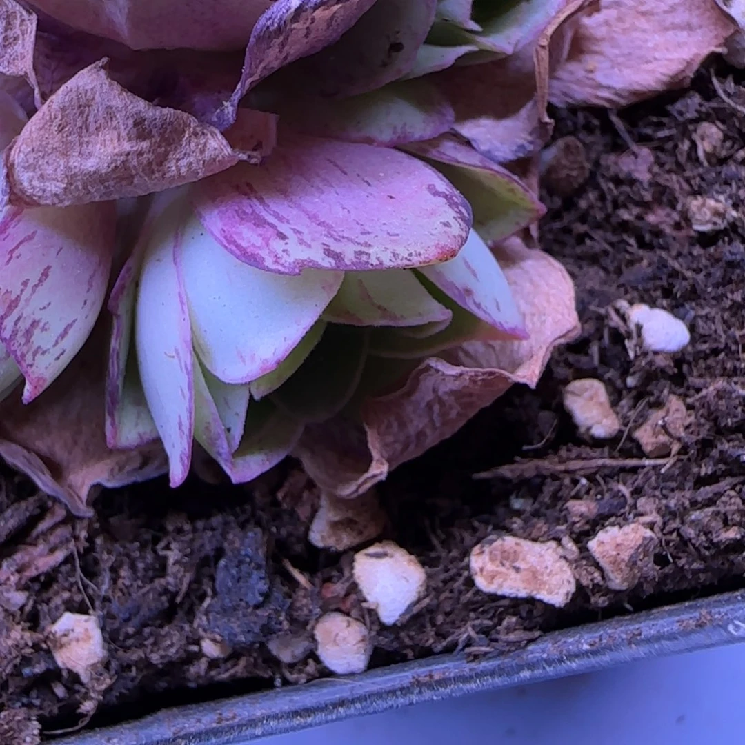 C*丝蕊玫瑰侧芽903