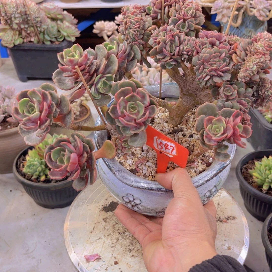 妞*大红袍缀化547多肉植物