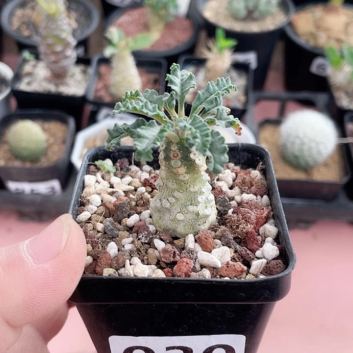 030浮力椰子琉桑块根