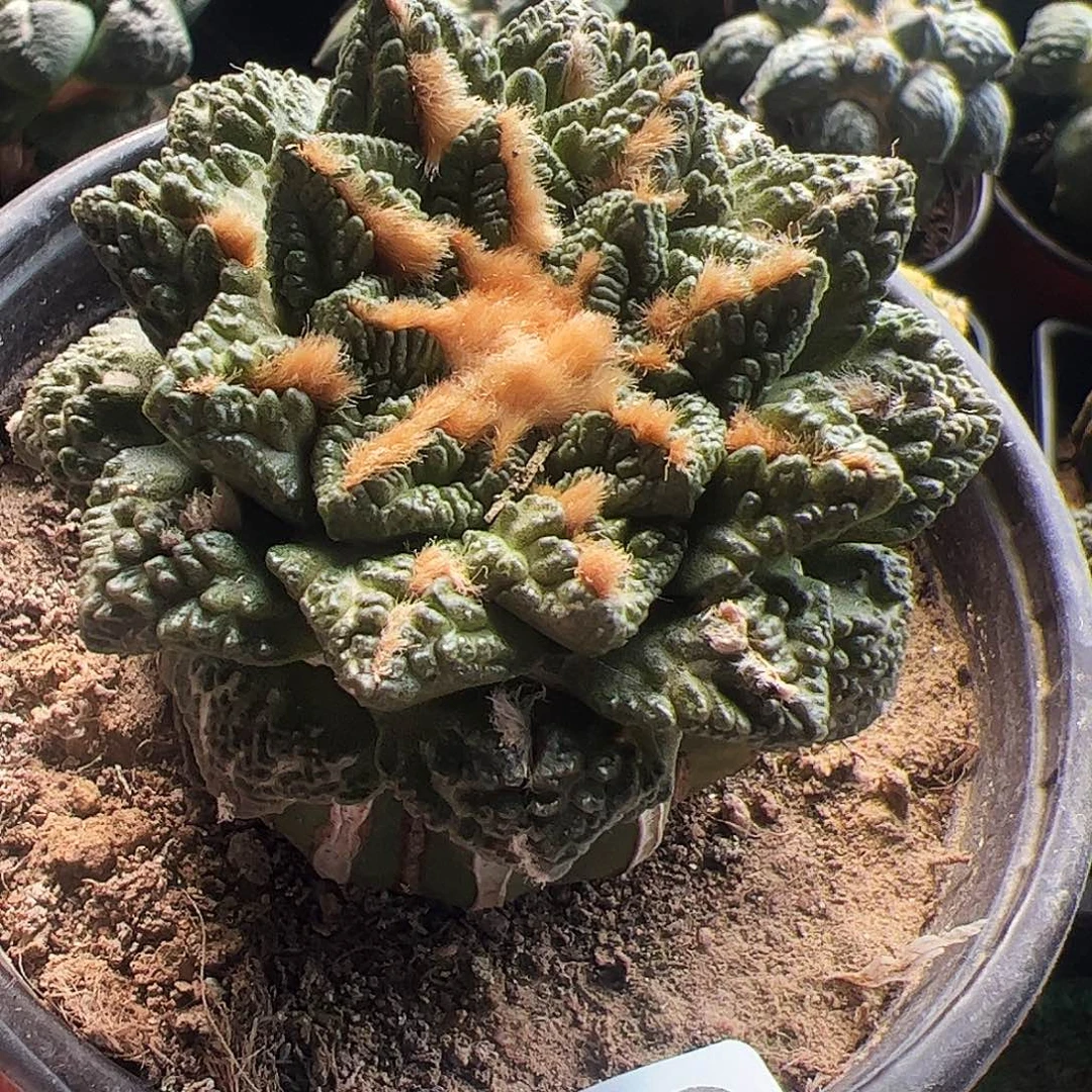 无花朵福利金毛龟甲牡丹338