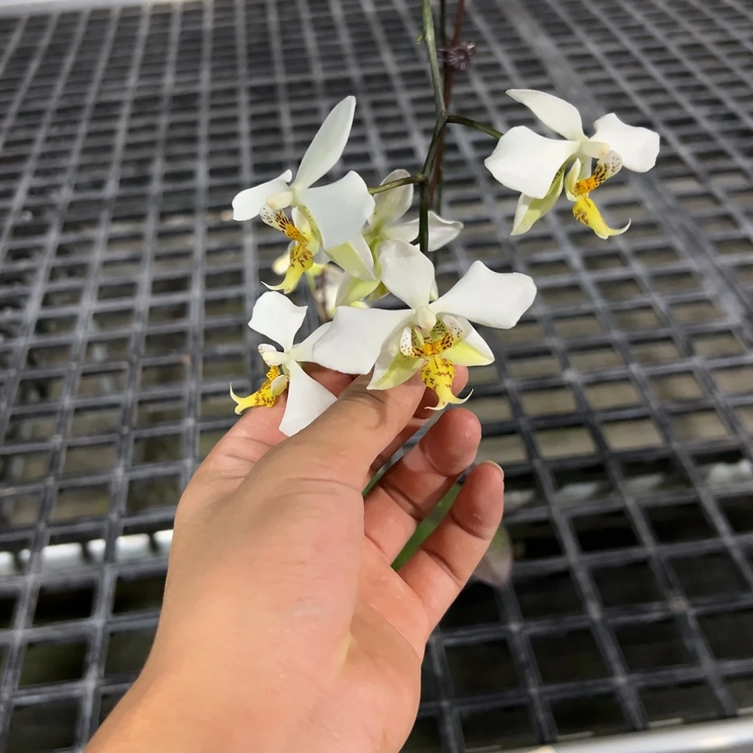 完全开放l251瑕疵三寸ys1189