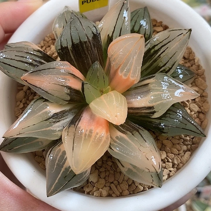 88精品西瓜寿锦一物一拍