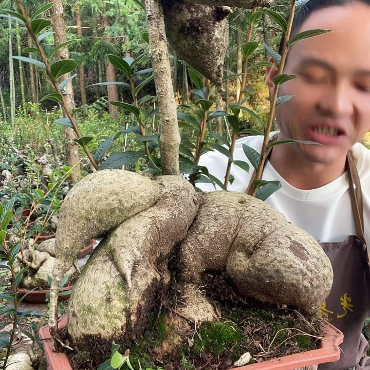 无花朵我也不知道我为什么要