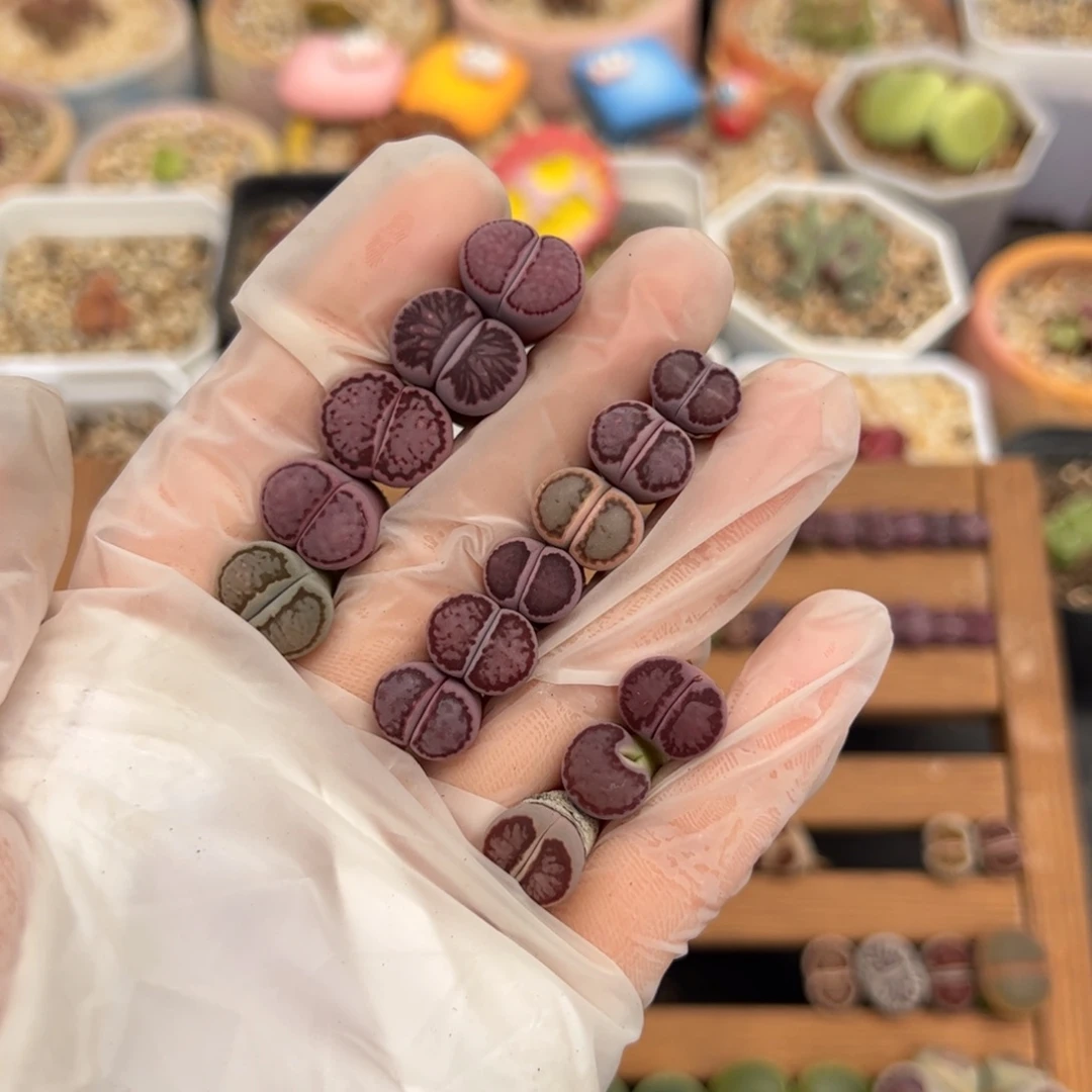 一****~05号 14个 多肉植物