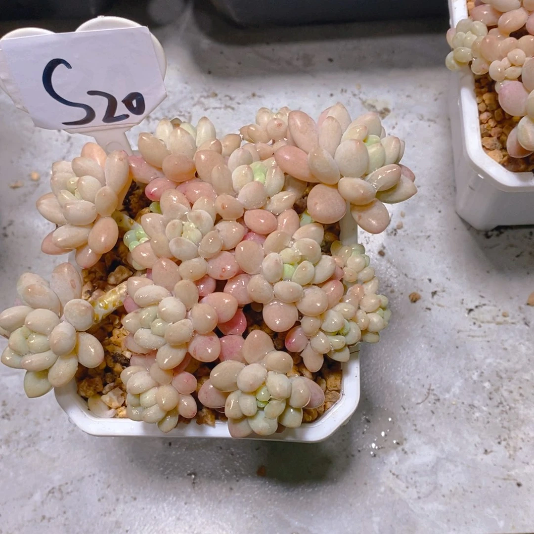 f****g鱼子酱群多肉植物