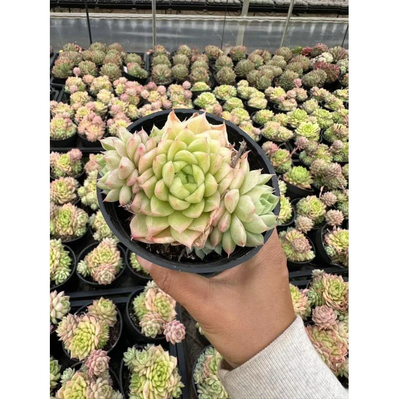 10#缃色多肉植物    前男友精品多肉sm0058