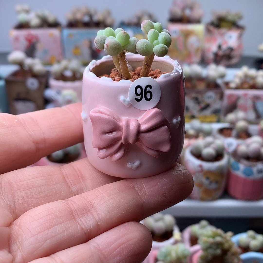 苹果奶酪不带盆发货