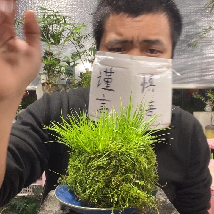 潇***朵以实际为准盆景绿植盆栽116