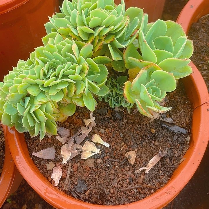 多肉植物。。。。。。。。。。。。。。。。