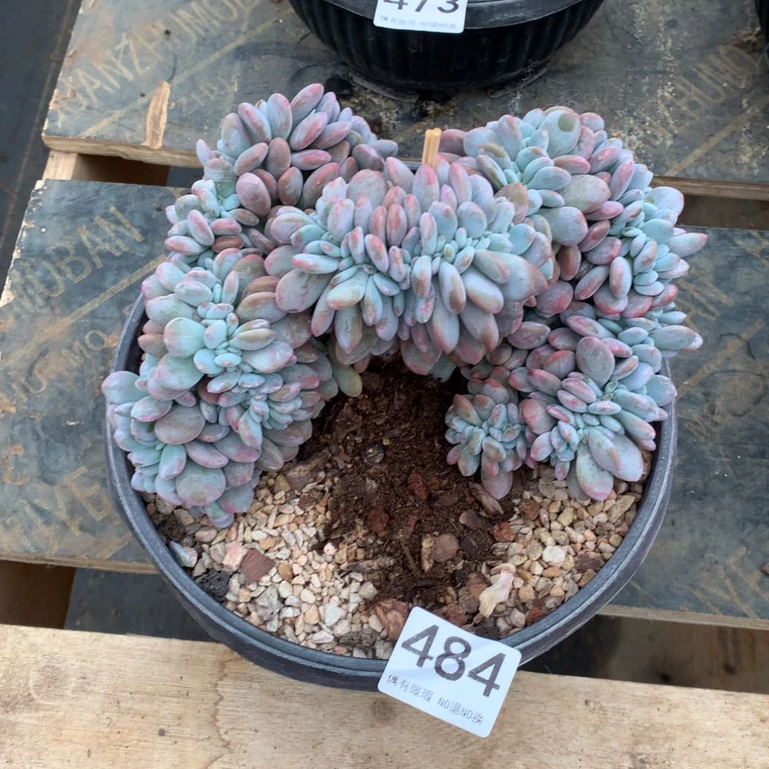484粉兔缀化多肉植物