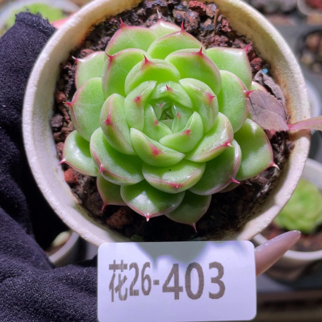 花利美26-403麦秆