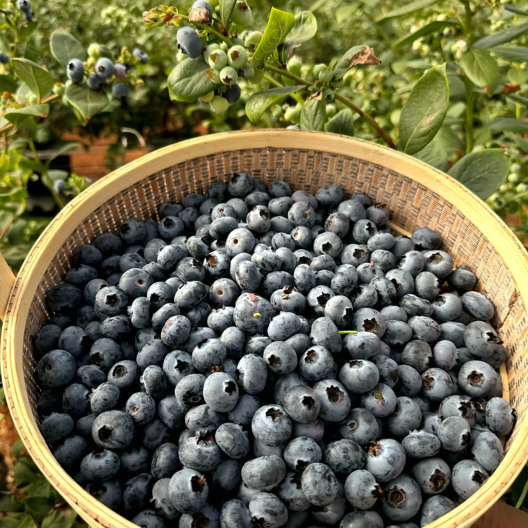 【淋大妈】云南建水25号花香蓝莓（现摘现发）顺丰空运