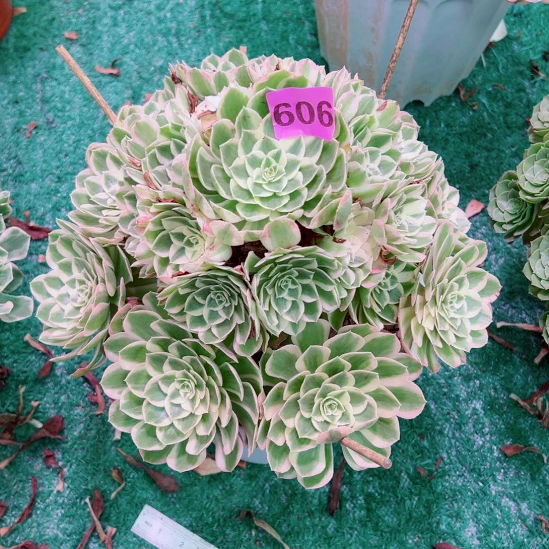 606孔雀翎法师多肉