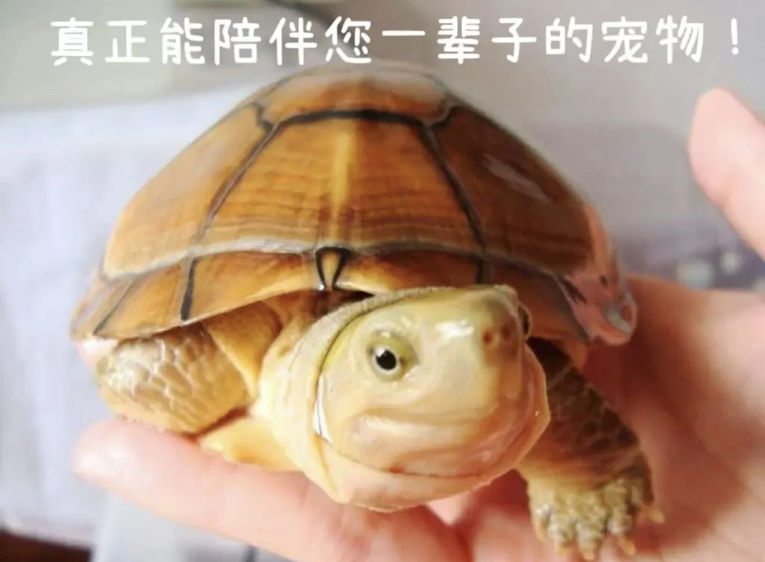 纯种小青龟黄喉似水龟三黄石金钱龟新手快乐龟活体观赏宠物龟