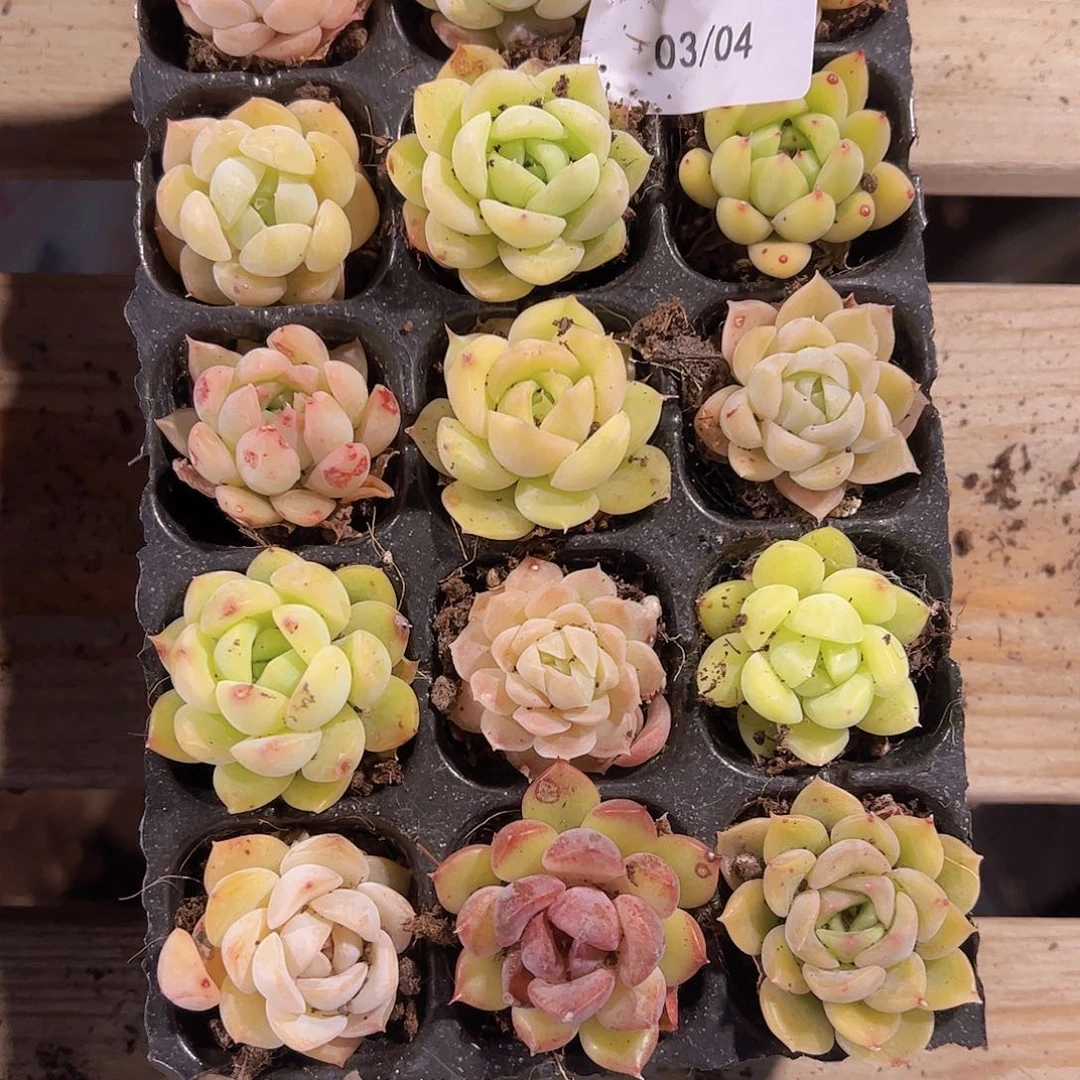 直播福利一物一拍144