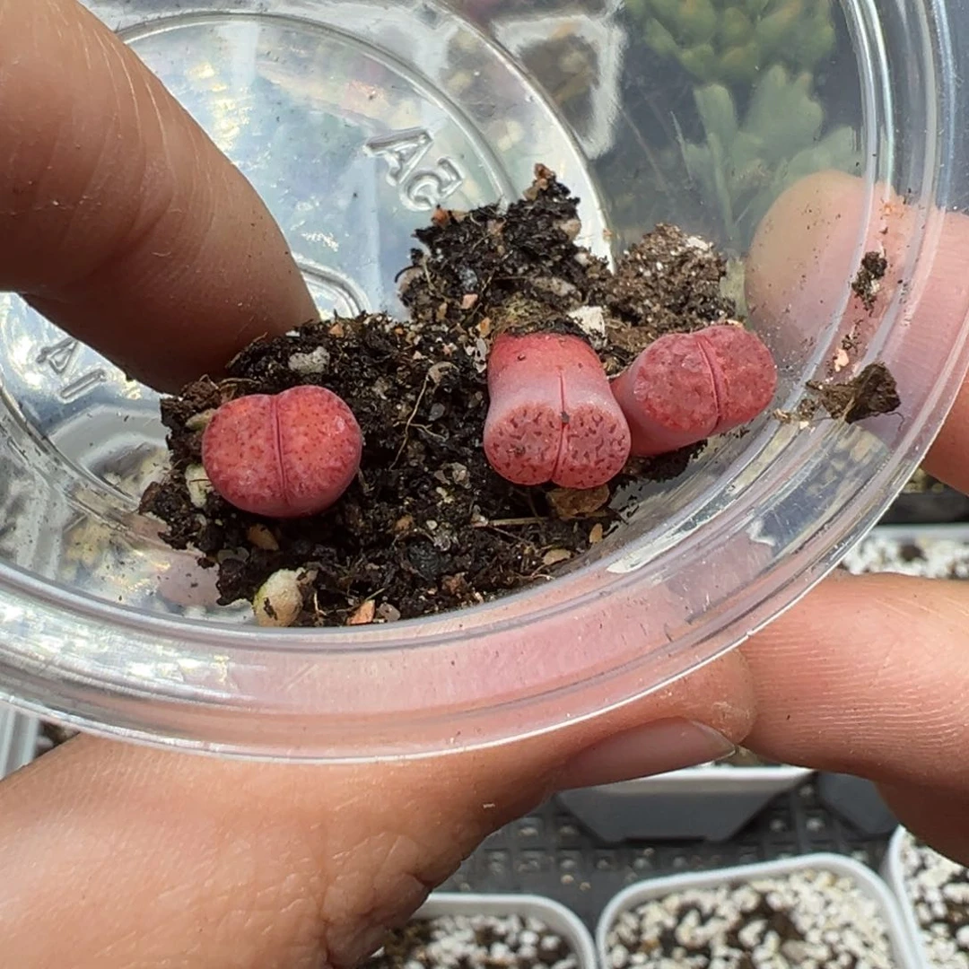 【闪购商品】我****天032……