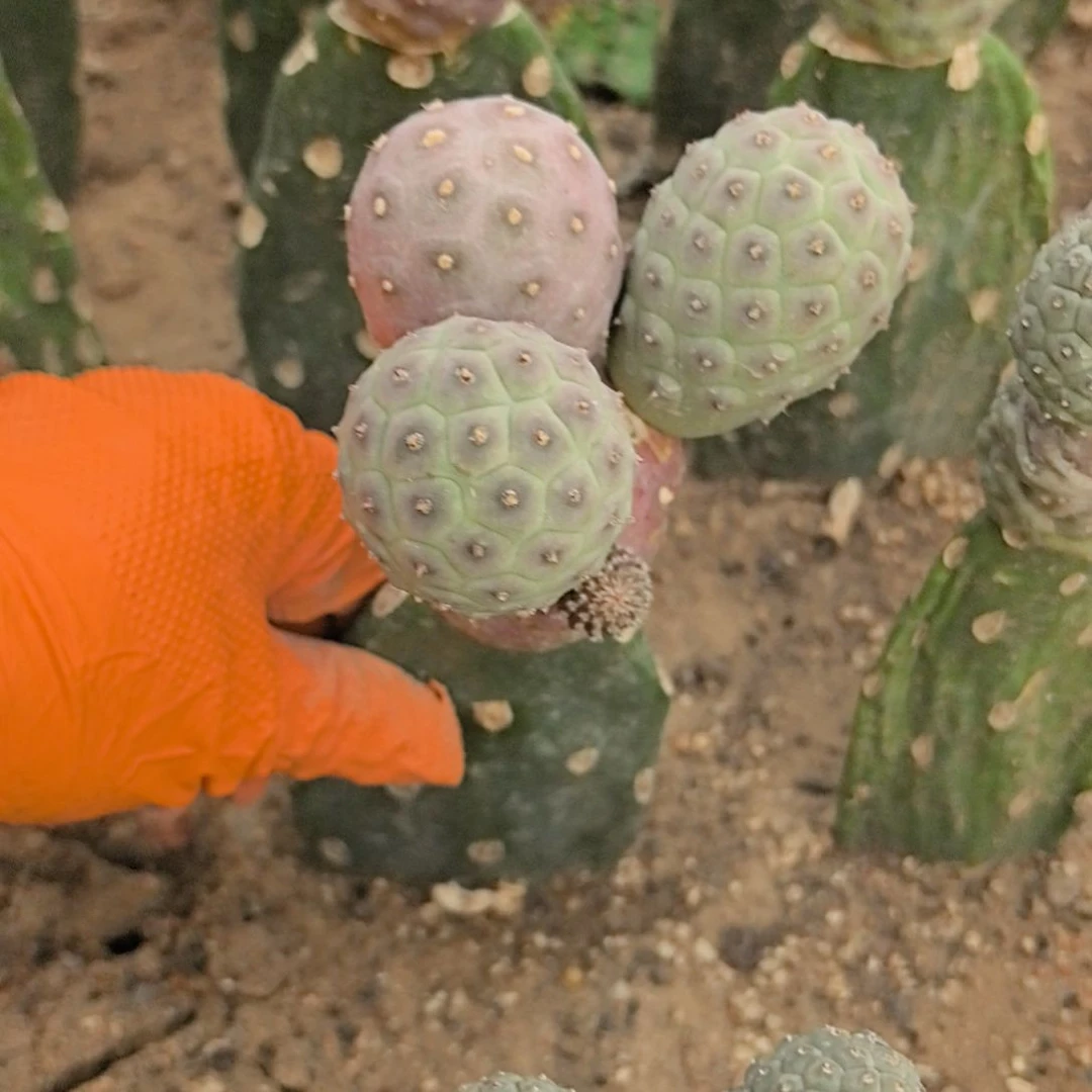 ****࿐习志野仙人球直播